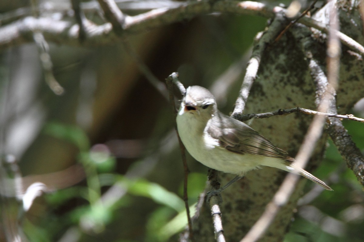 Warbling Vireo - ML467273721