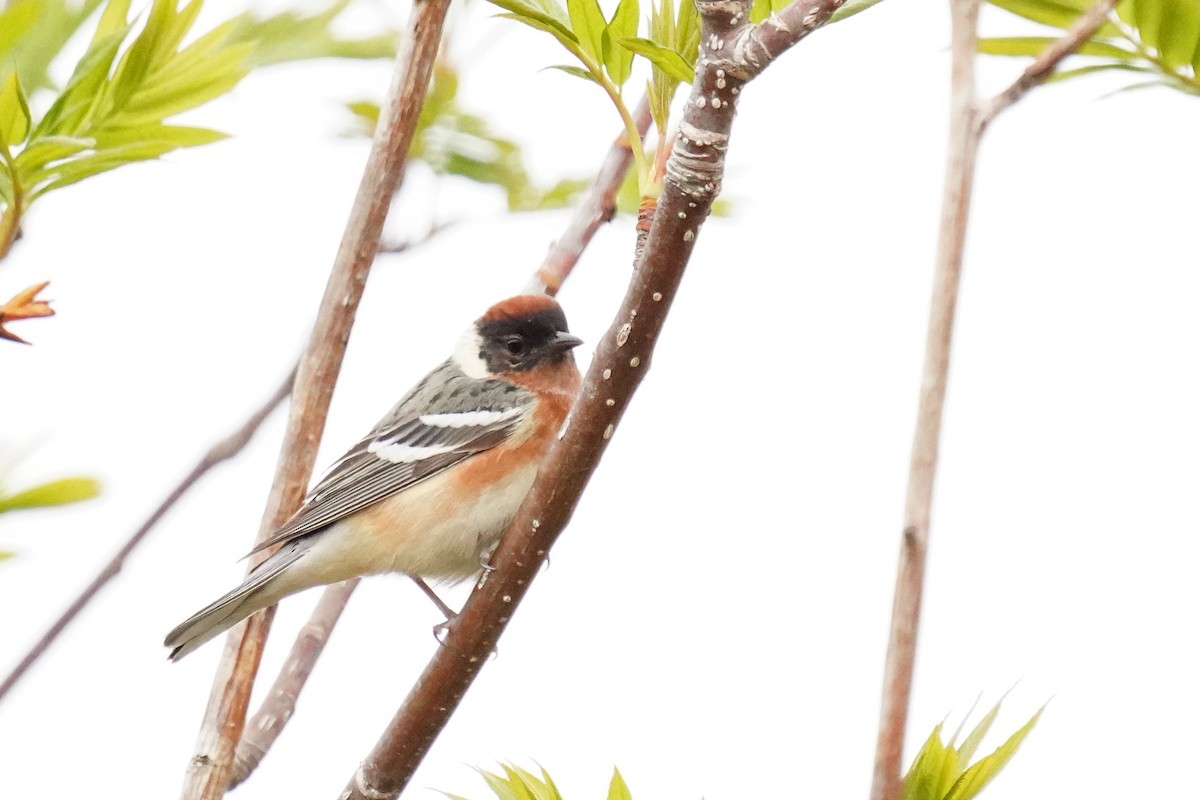 Bay-breasted Warbler - ML467274511
