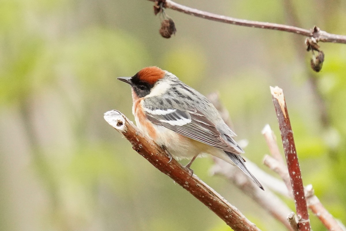 Bay-breasted Warbler - ML467274521