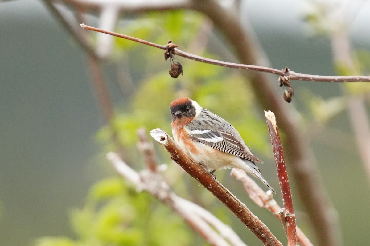 Bay-breasted Warbler - ML467274531