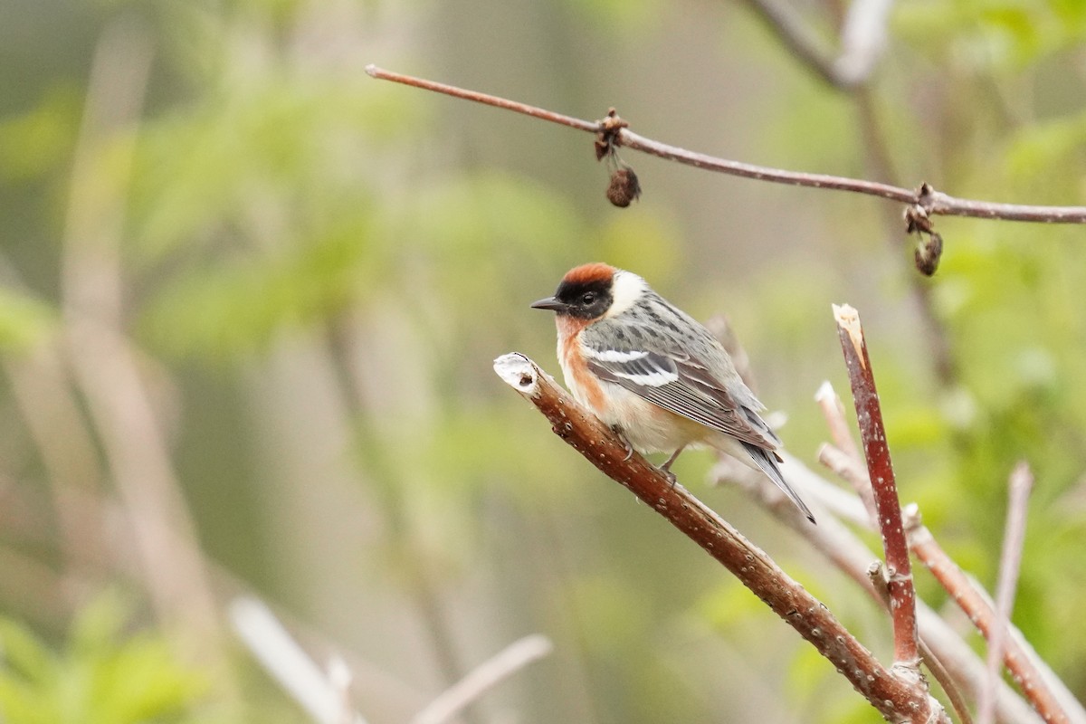 Bay-breasted Warbler - ML467274541