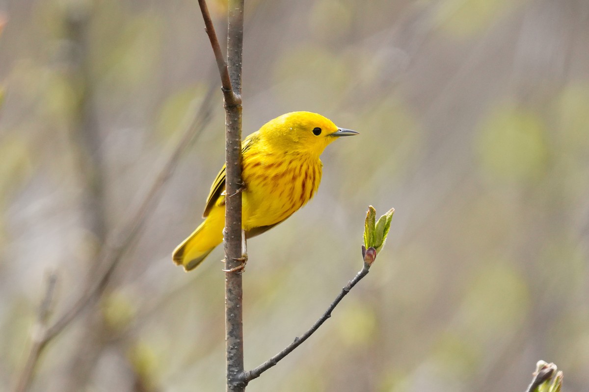 Paruline jaune - ML467274601