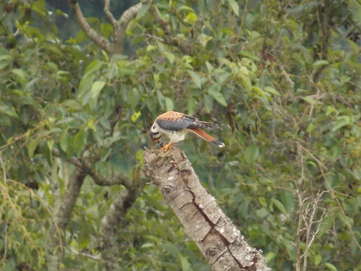 American Kestrel - ML467274691