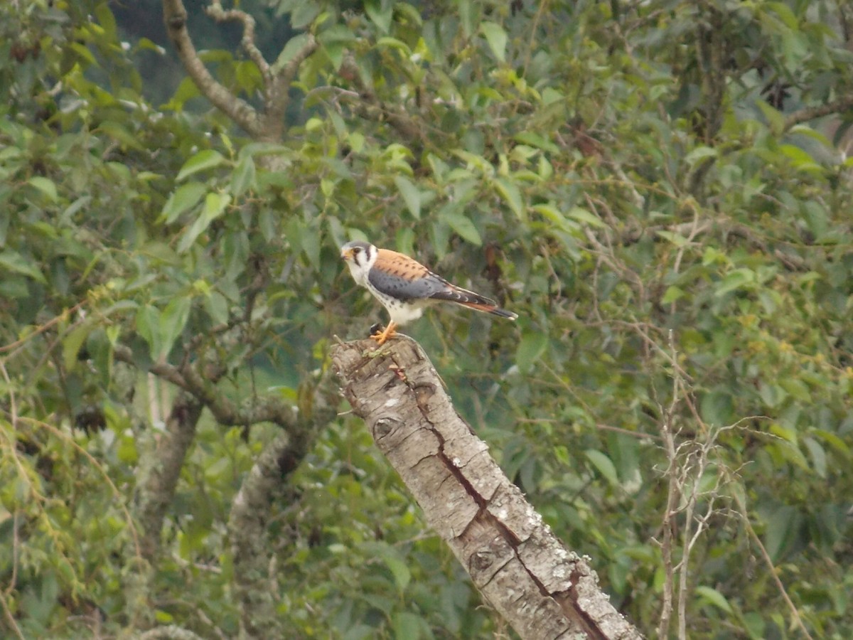 American Kestrel - ML467274701