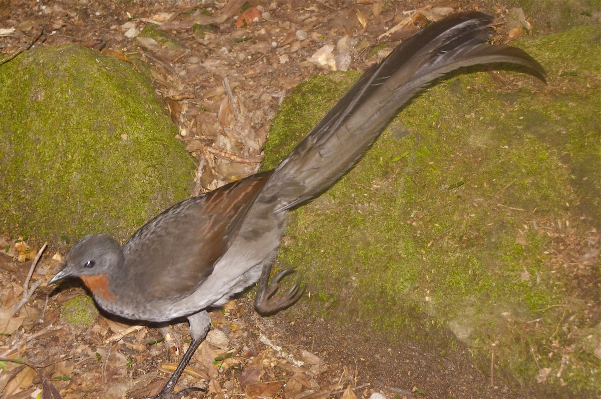 Superb Lyrebird - ML46727501