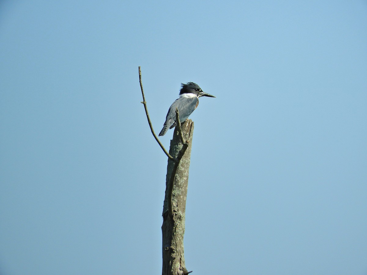 Belted Kingfisher - ML467275671