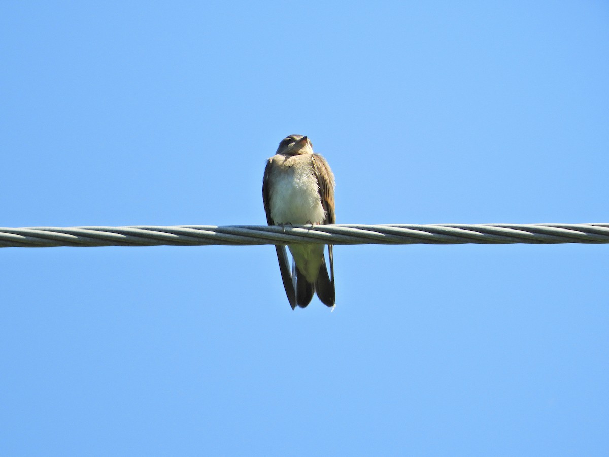 Northern Rough-winged Swallow - ML467275741