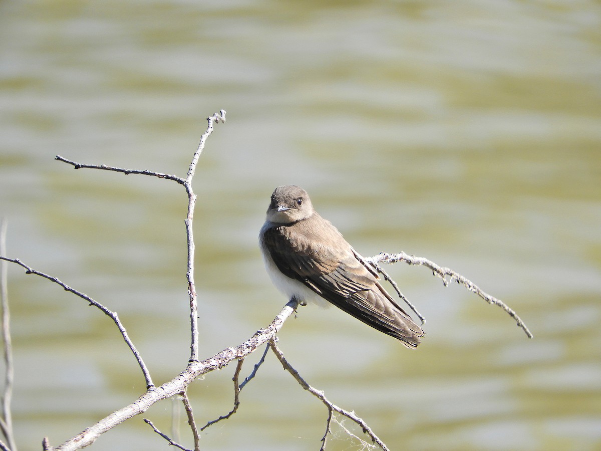 Golondrina Aserrada - ML467275771