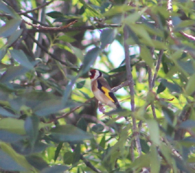 European Goldfinch - ML467275841