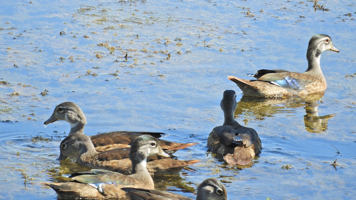 Wood Duck - ML467275861