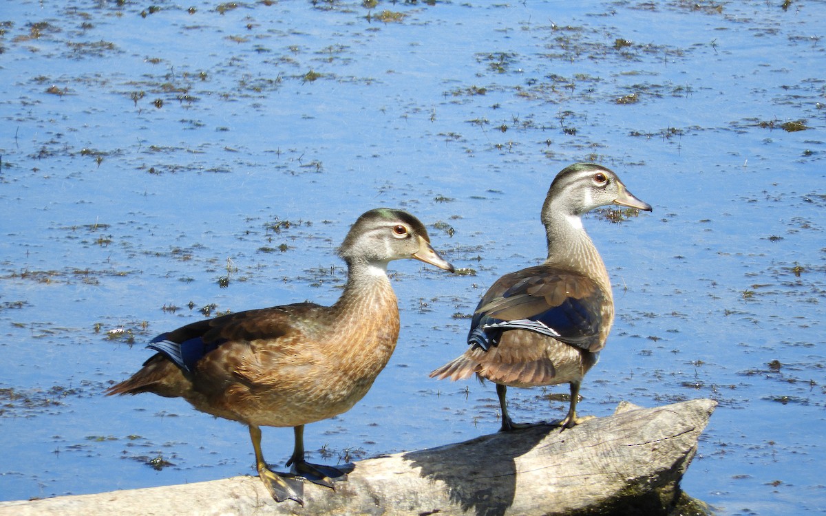 Wood Duck - ML467275891