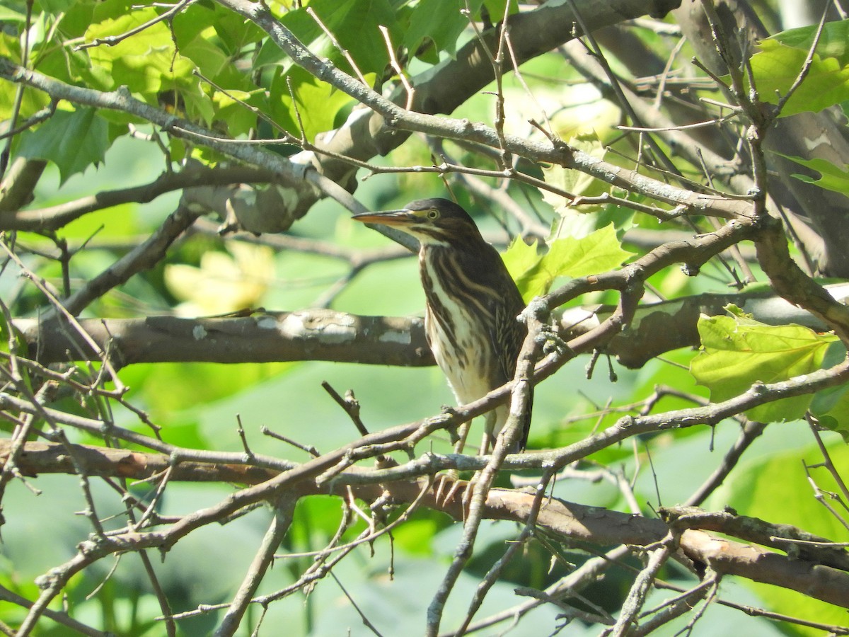 Green Heron - Douglass Gaking