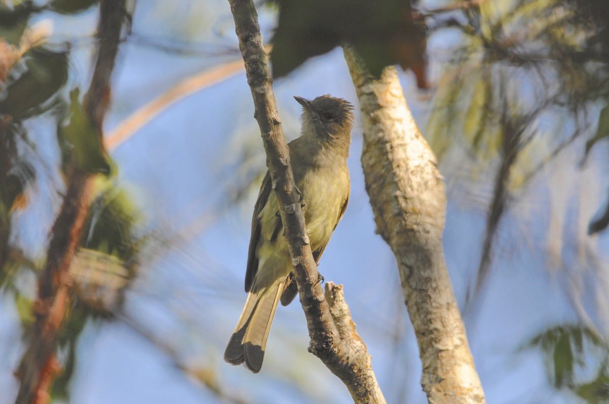 Caribbean Elaenia - ML467276971