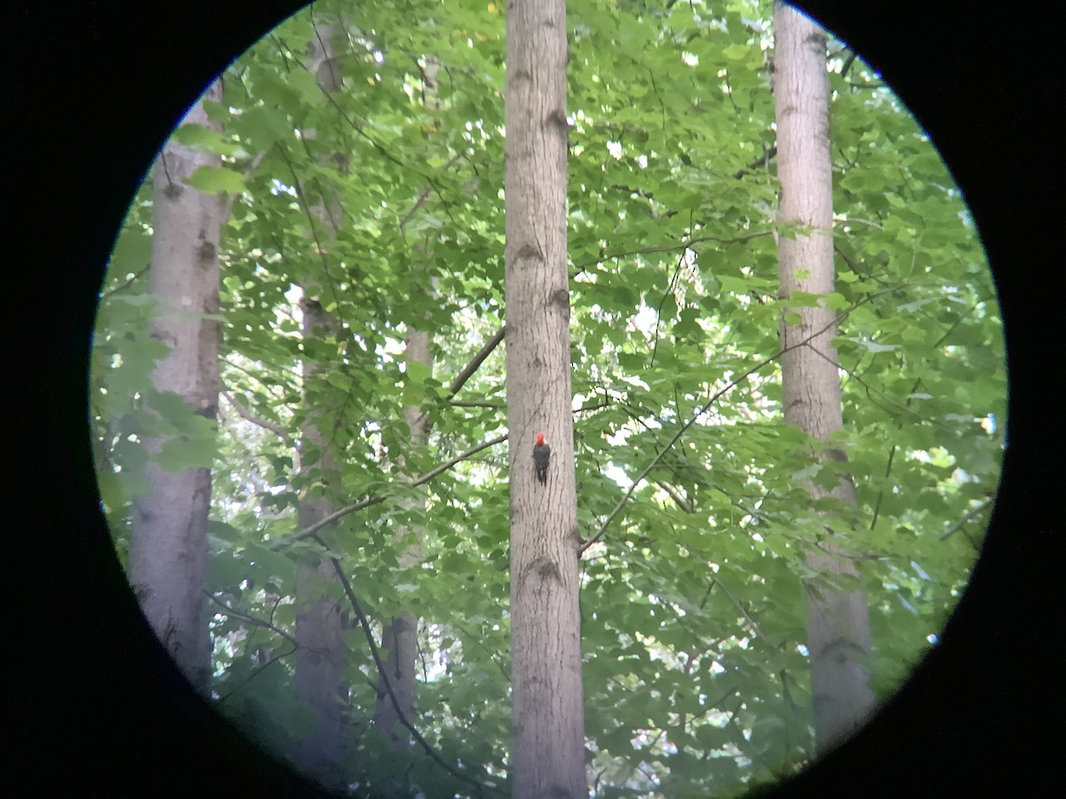 Red-bellied Woodpecker - ML467278341