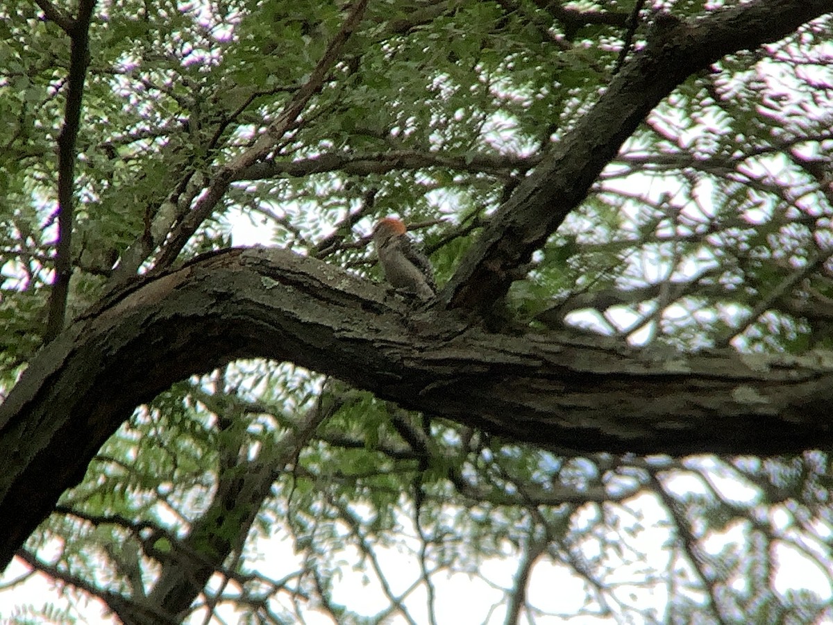 Red-bellied Woodpecker - ML467278371