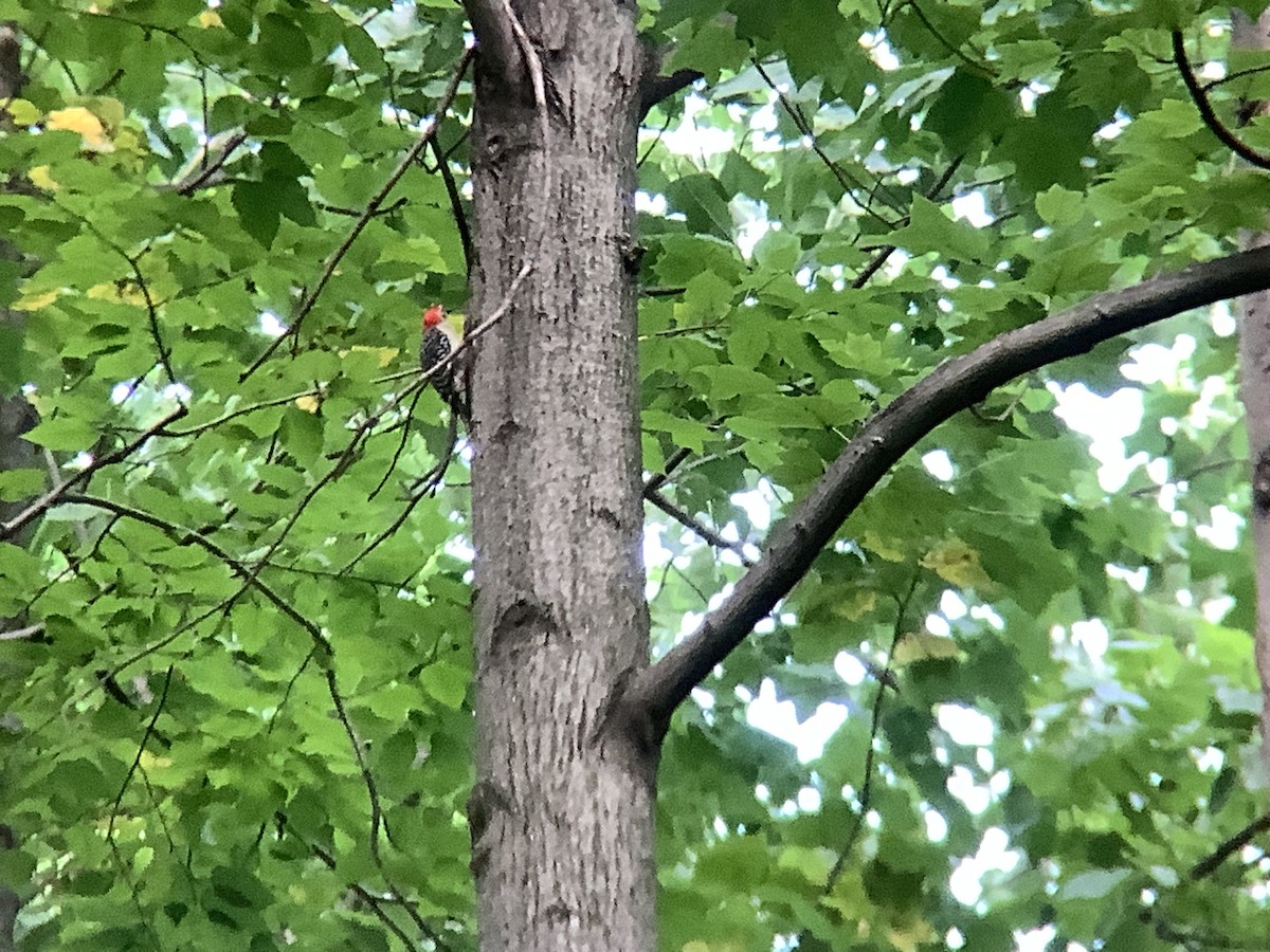 Red-bellied Woodpecker - ML467278381