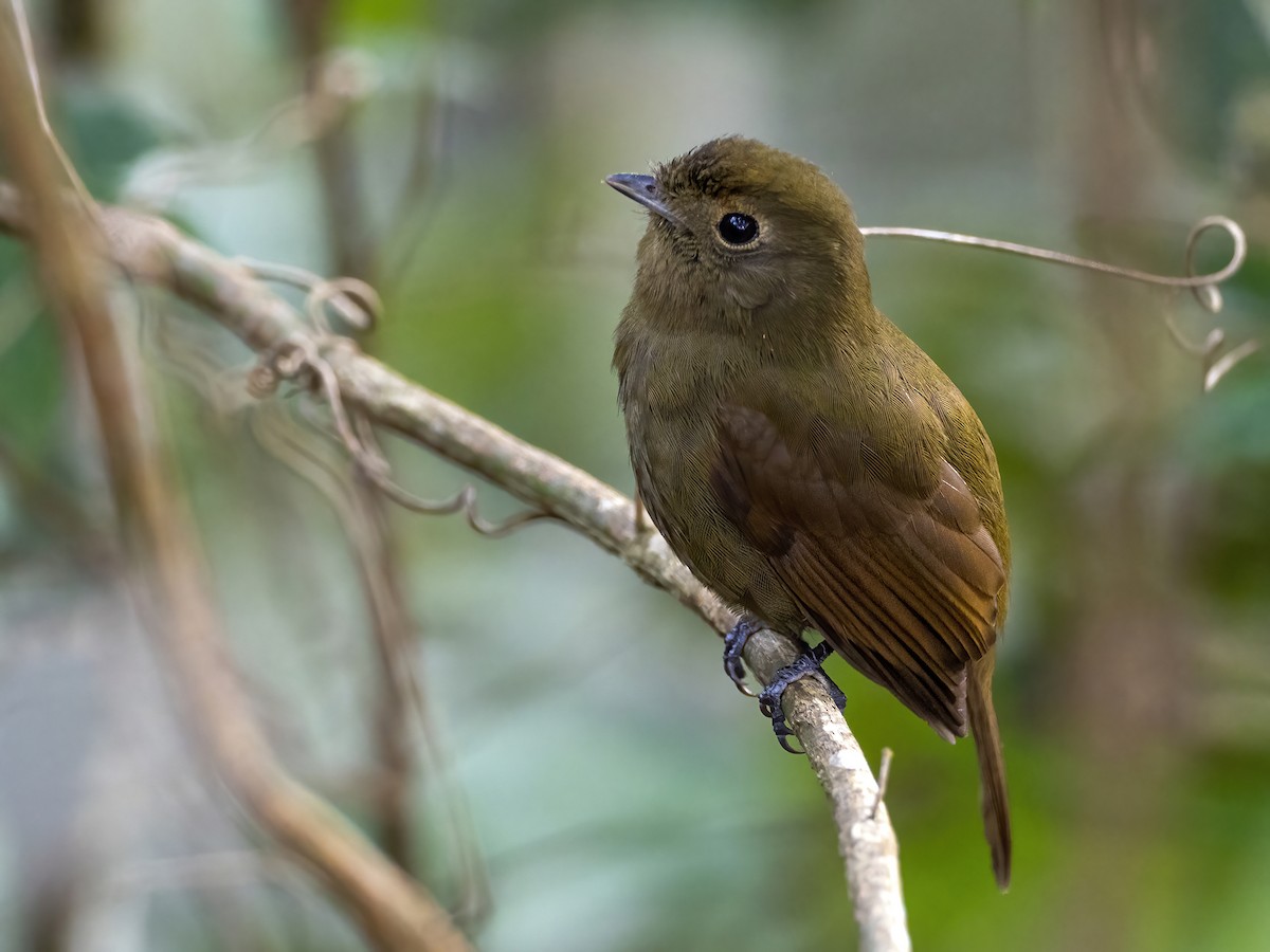 Greenish Schiffornis - Andres Vasquez Noboa