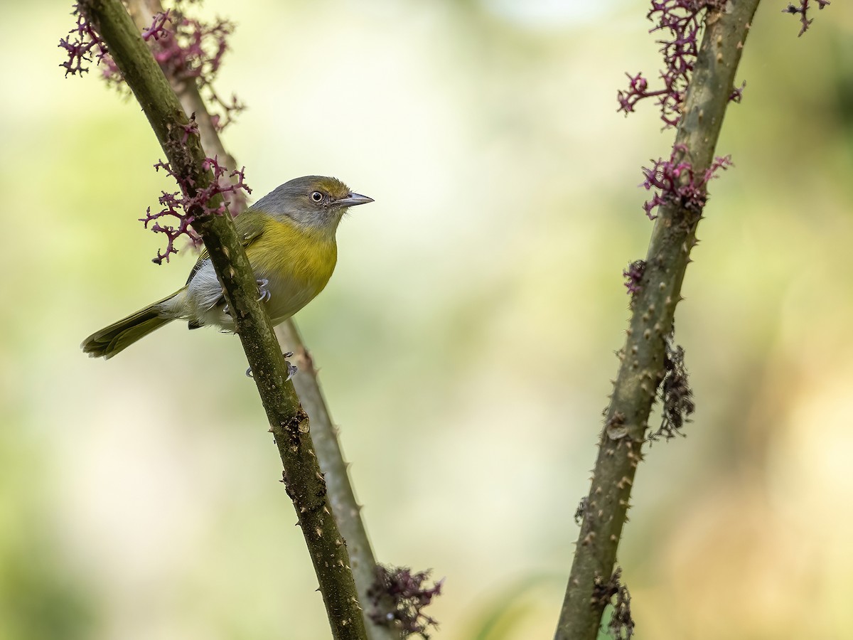 Lemon-chested Greenlet - Andres Vasquez Noboa