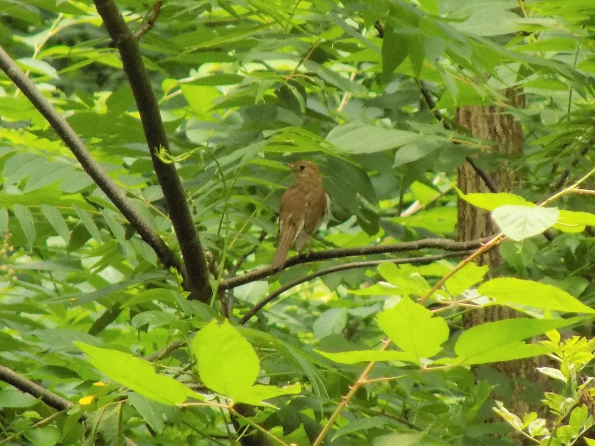 Wood Thrush - ML467280331