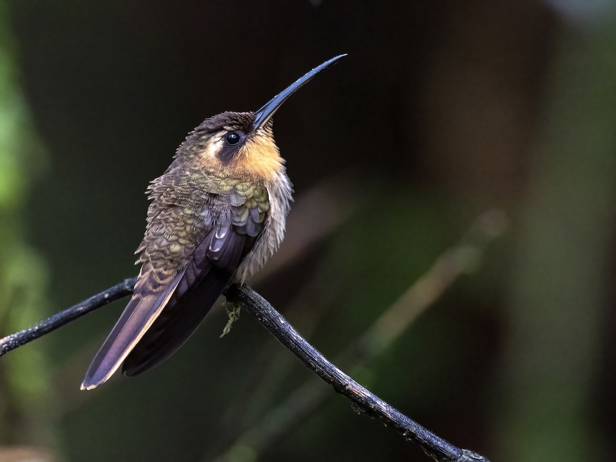 Rotschwanz-Schattenkolibri - ML467282091