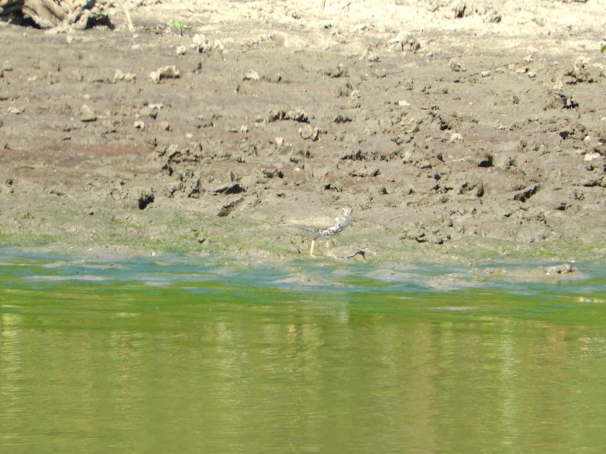 Spotted Sandpiper - ML467282211