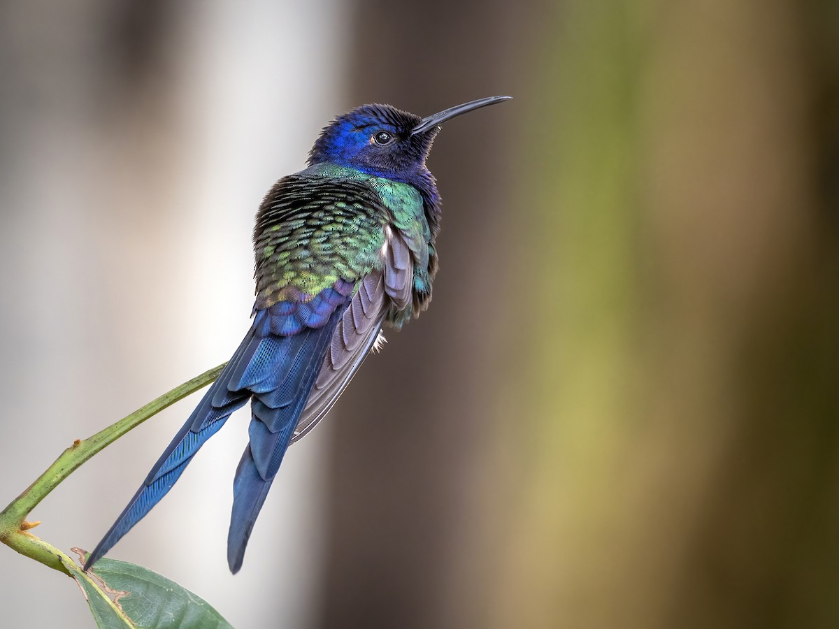 Swallow-tailed Hummingbird - ML467282351