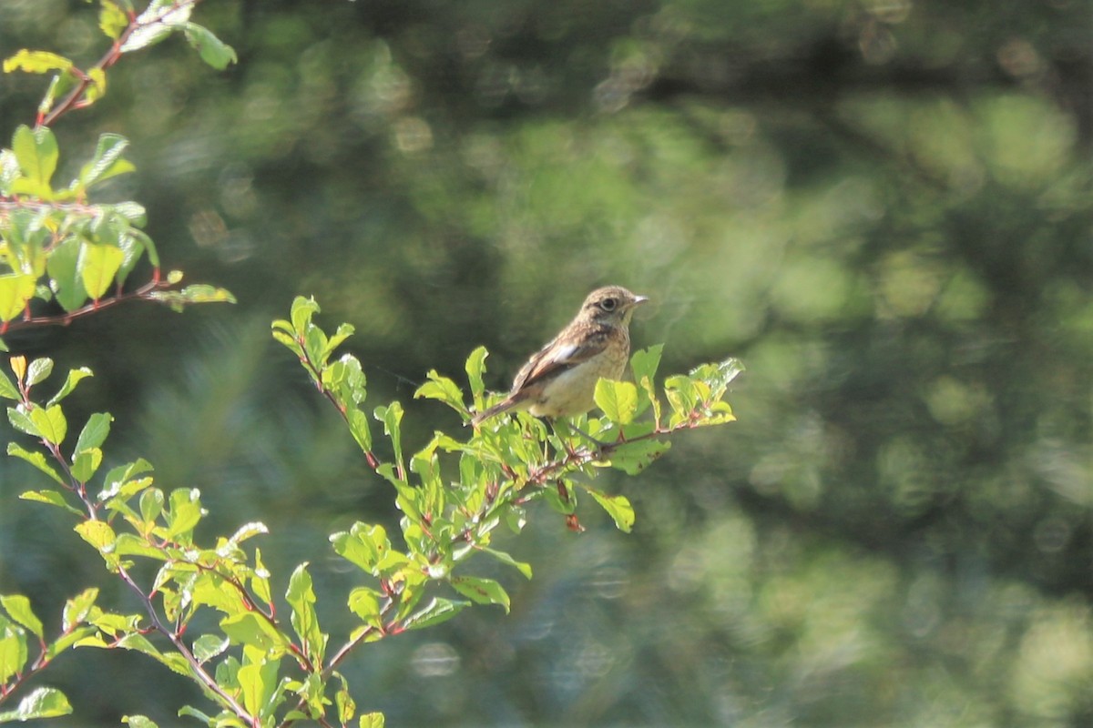 European Stonechat - ML467282361