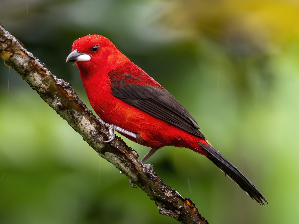 Brazilian Tanager - Andres Vasquez Noboa