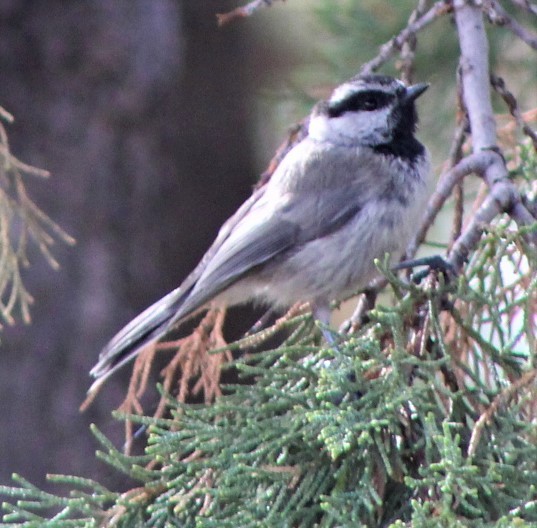 Mountain Chickadee - ML467282901