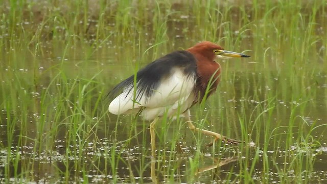 Chinese Pond-Heron - ML467283351