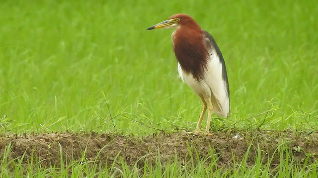 Chinese Pond-Heron - ML467283411