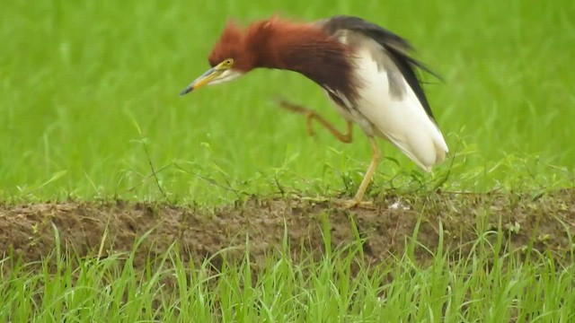 Chinese Pond-Heron - ML467283421