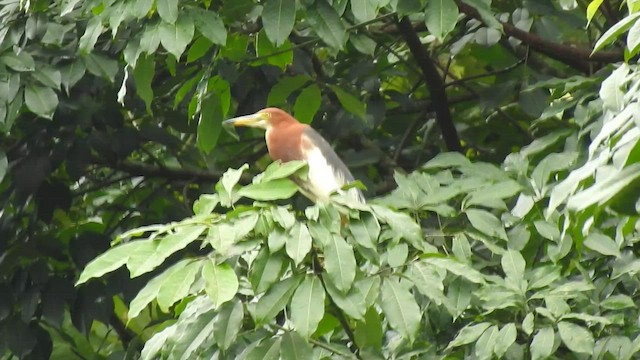 Chinese Pond-Heron - ML467283431