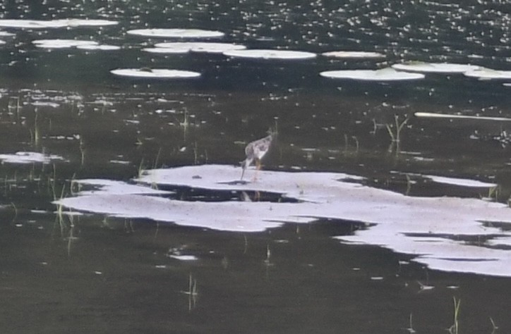 Lesser Yellowlegs - ML467284911