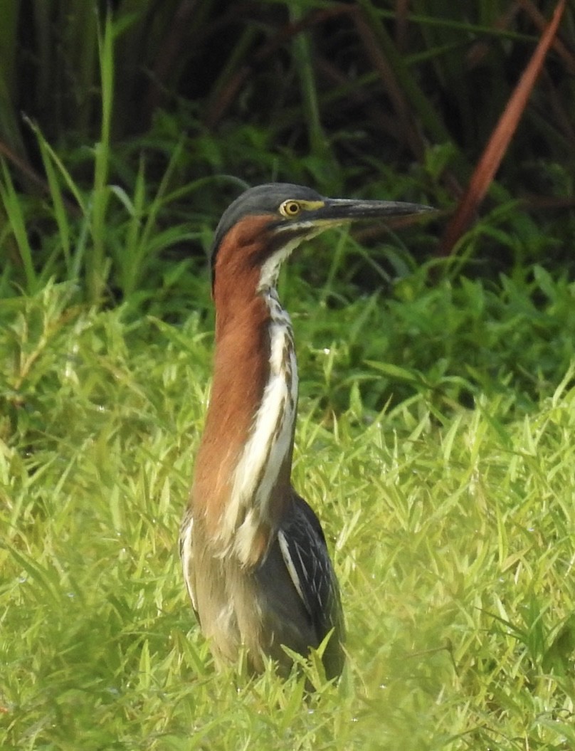 Green Heron - ML467285131