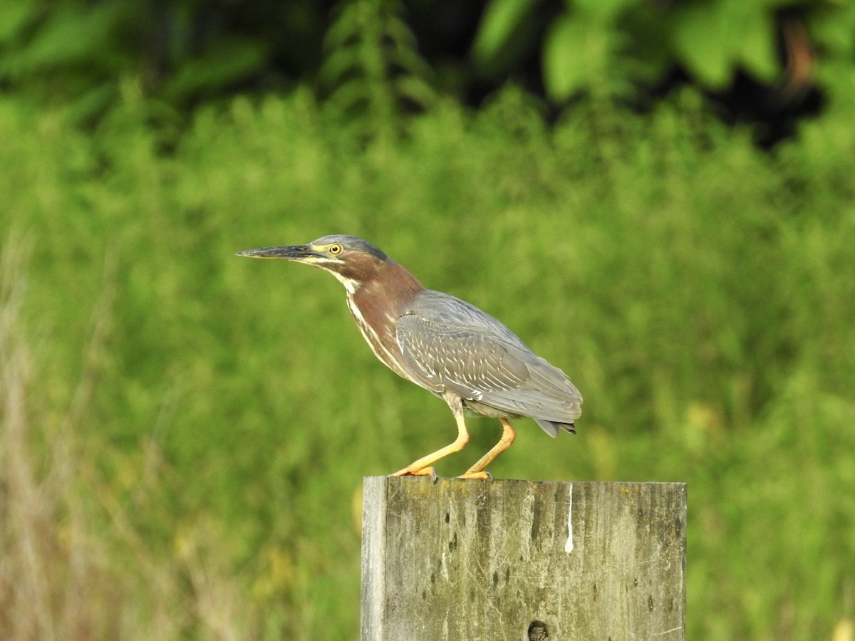 Green Heron - ML467285151