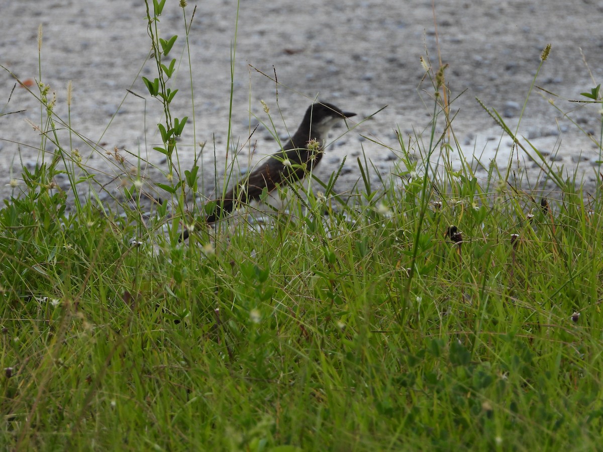 Eastern Kingbird - ML467285751