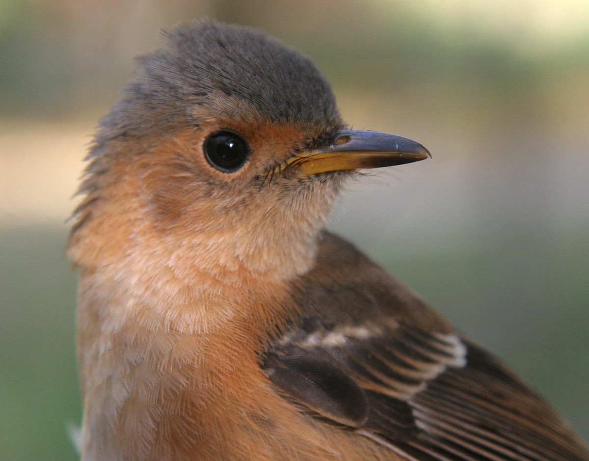 Tinian Monarch - Eric VanderWerf