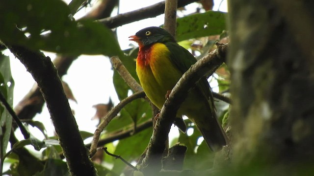 Scarlet-breasted Fruiteater - ML467287211