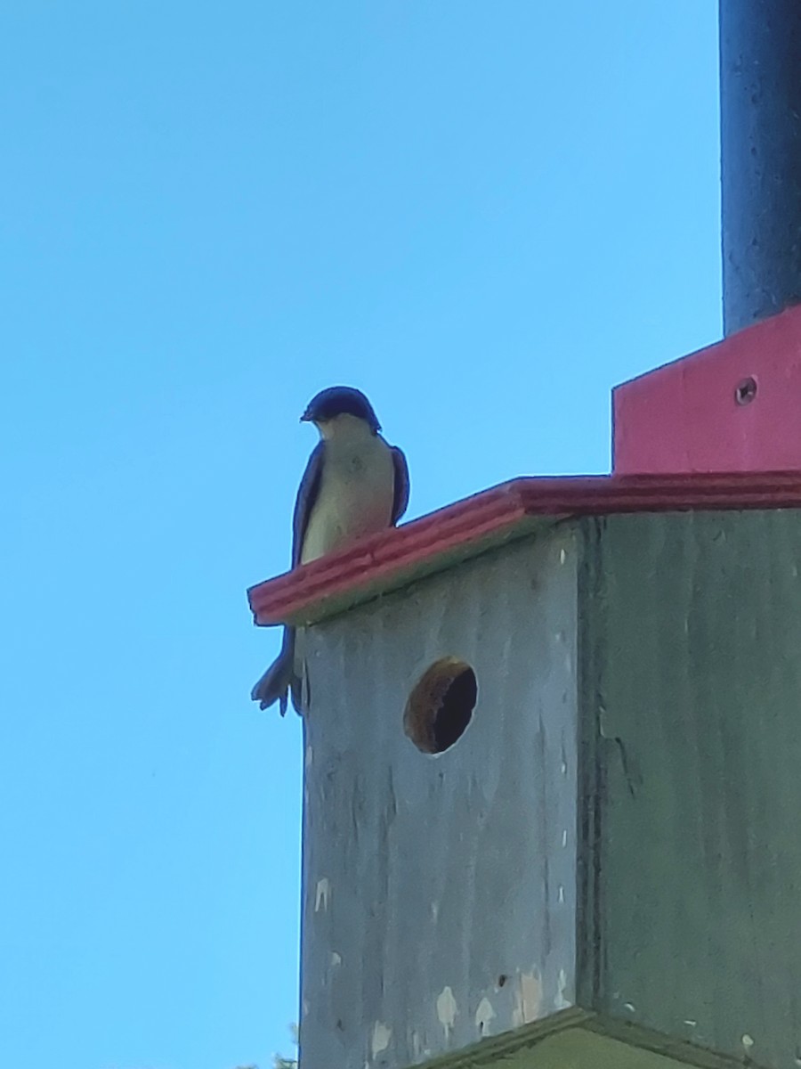 Tree Swallow - ML467287381