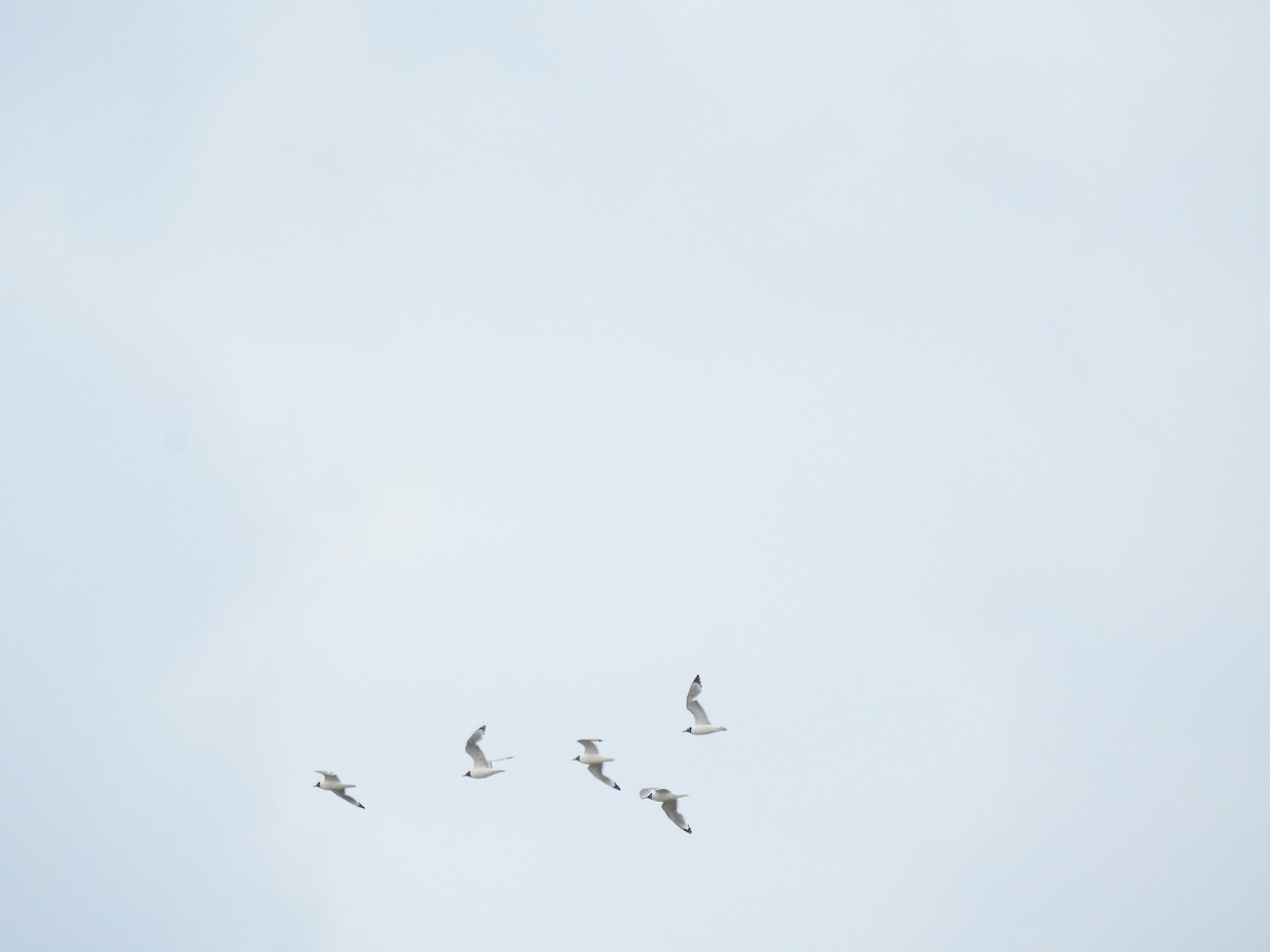 Franklin's Gull - ML467287511