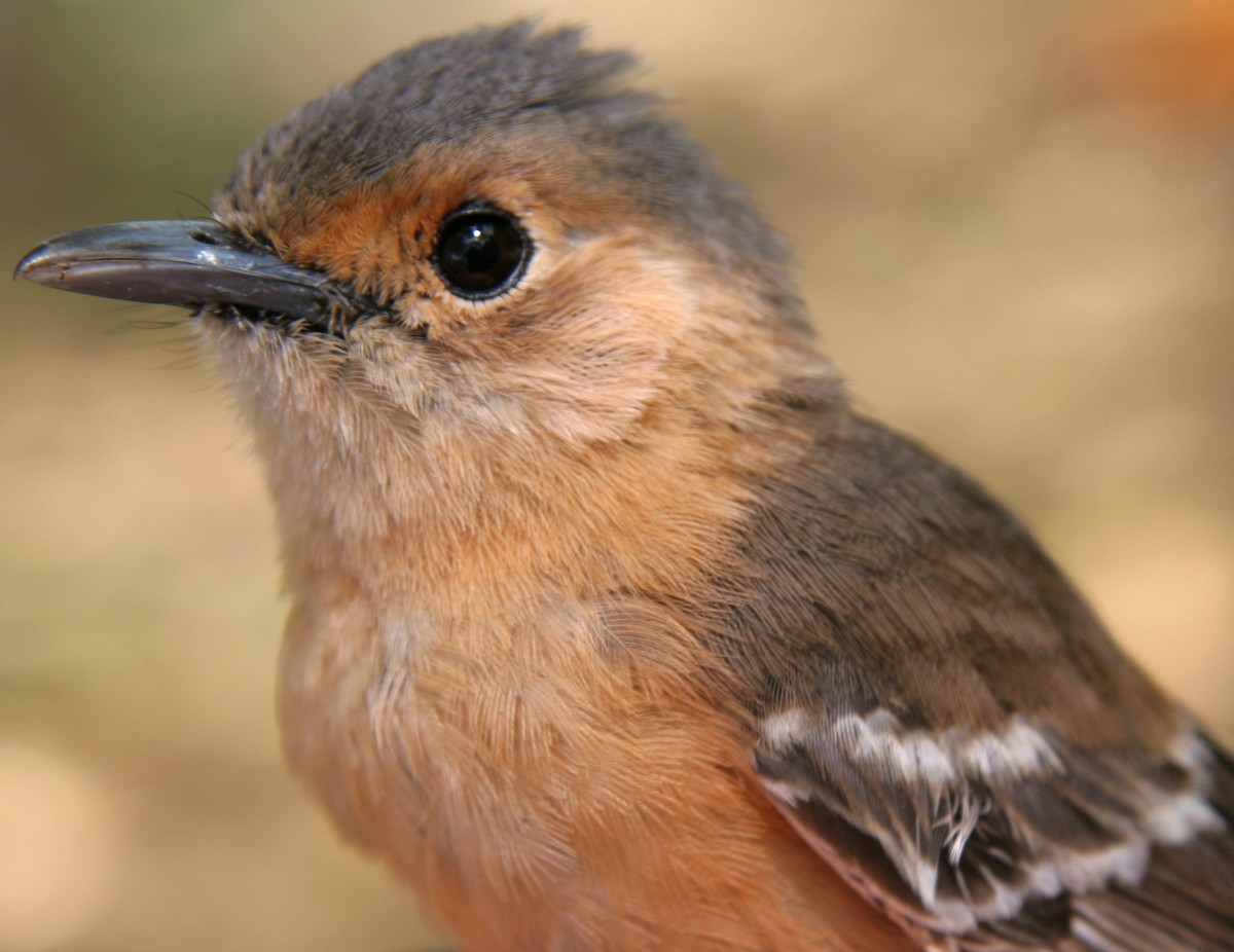 Tinian Monarch - Eric VanderWerf