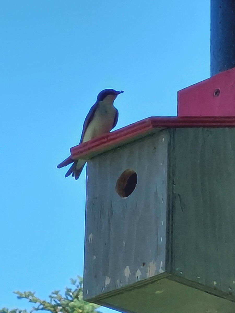 Tree Swallow - ML467287621