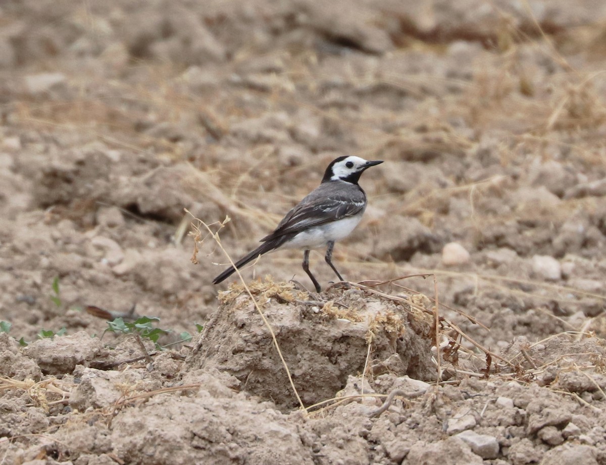 Lavandera Blanca - ML467288141