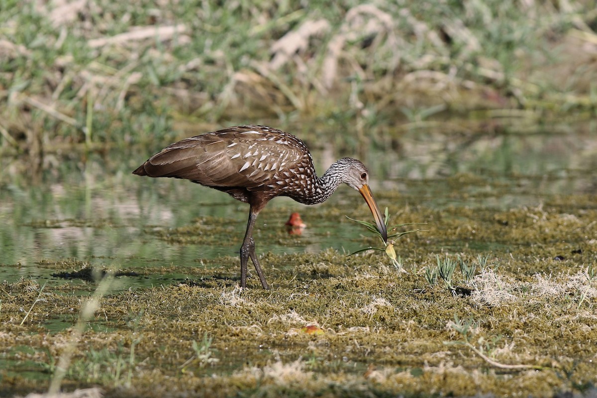 Limpkin - Don Brode