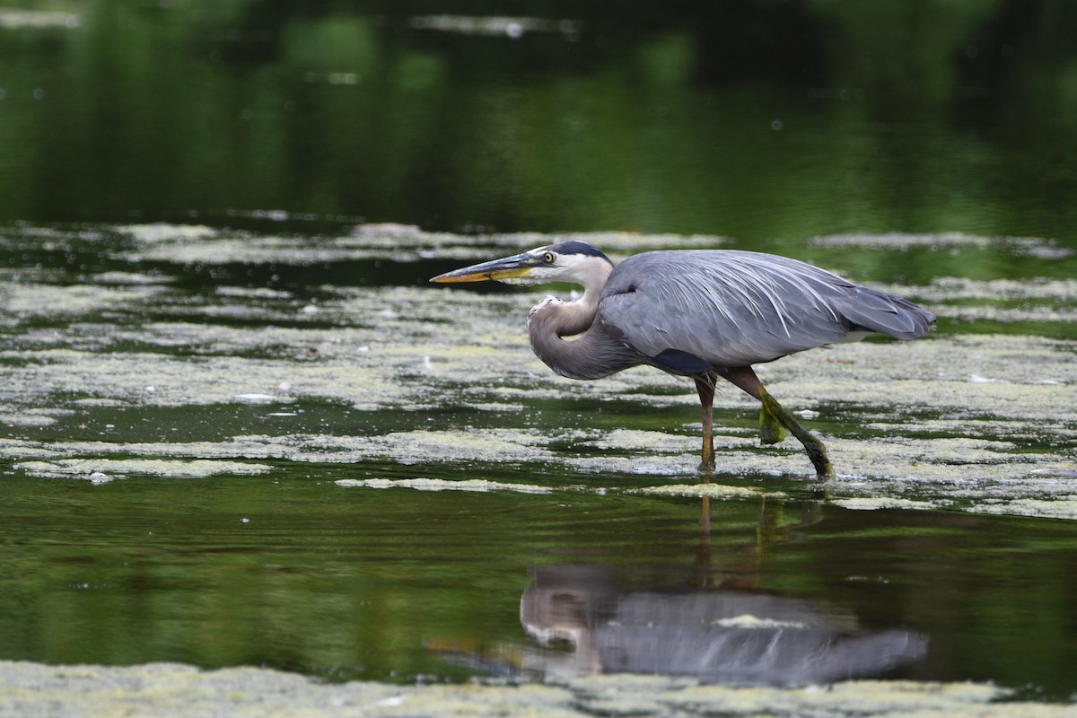 Great Blue Heron - ML467289191