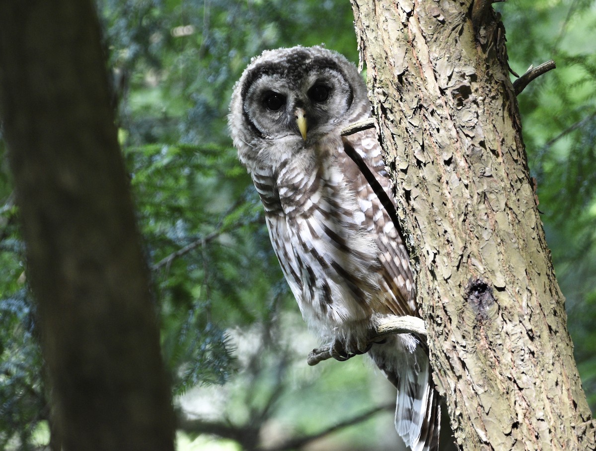 Barred Owl - ML467289241