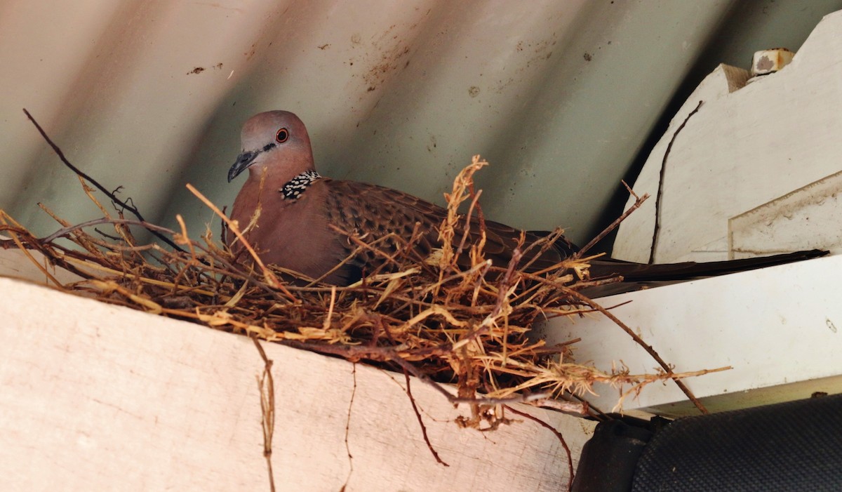 Spotted Dove - ML46728991