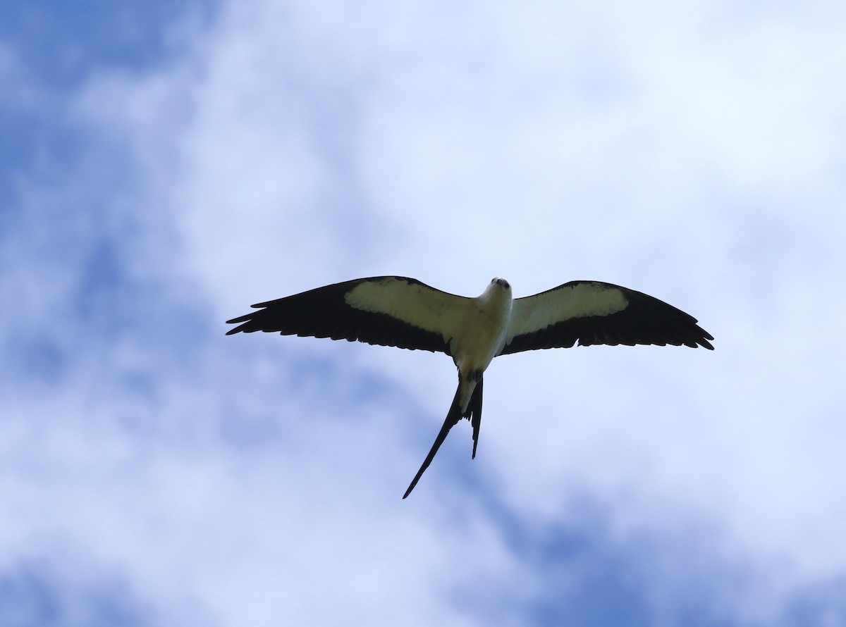 Swallow-tailed Kite - Aaron Graham