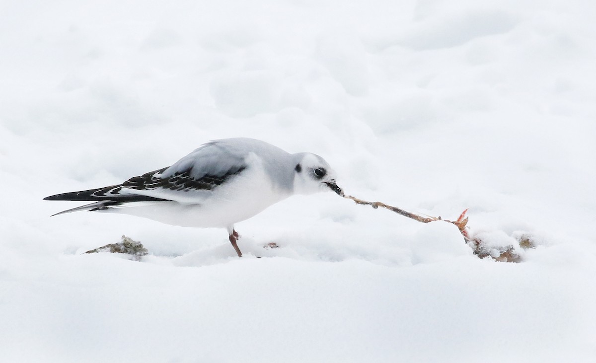 Ross's Gull - ML46729021